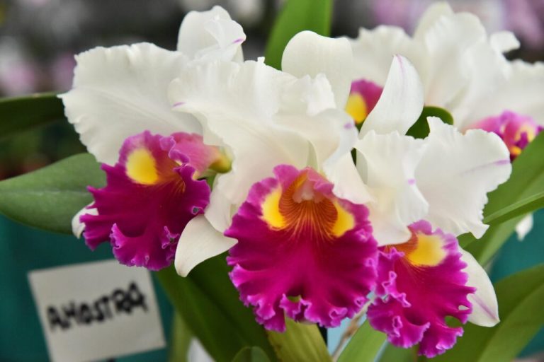 Nova edição da Exposição de Orquídeas e Rosas do Deserto acontece em Aparecida